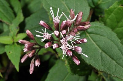Eupatorium shimadae, photographed by Pieter Pelser