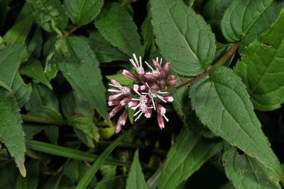Eupatorium shimadae, photographed by Pieter Pelser