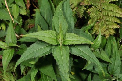 Eupatorium shimadae, photographed by Pieter Pelser