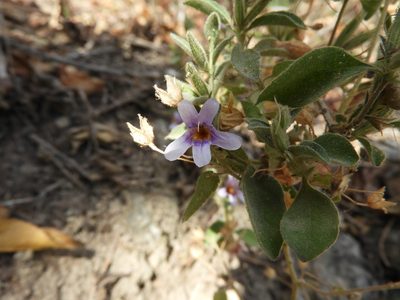 Dyschoriste capitata, photographed by Leticia Jiménez Hernández