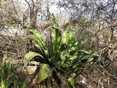 Agave marmorata, photographed by Leticia Jiménez Hernández