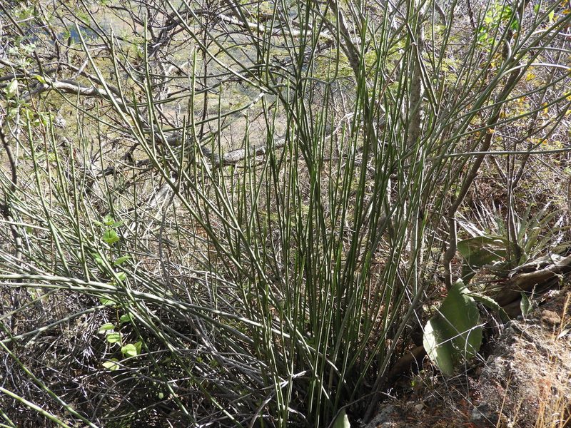 Euphorbia rossiana, photographed by Leticia Jiménez Hernández