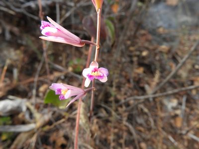 Bletia parkinsonii, photographed by Leticia Jiménez Hernández