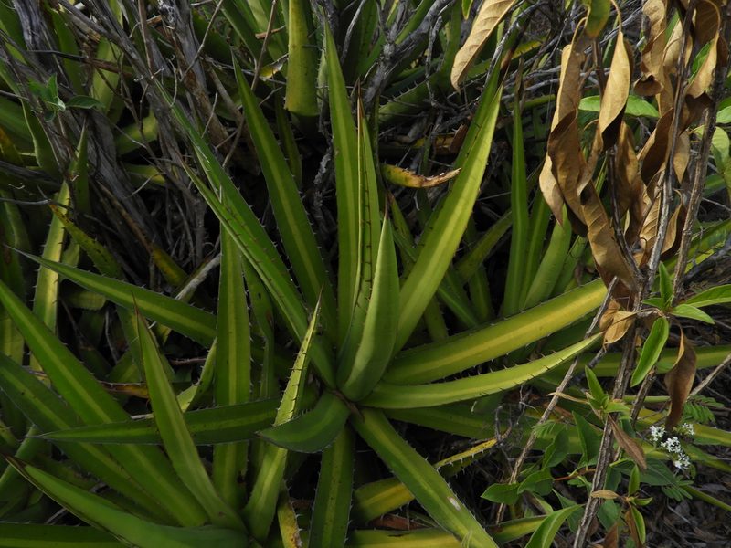 Agave kerchovei, photographed by Leticia Jiménez Hernández