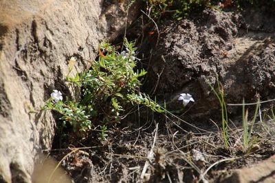 Prismatocarpus nitidus, photographed by Tony Rebelo