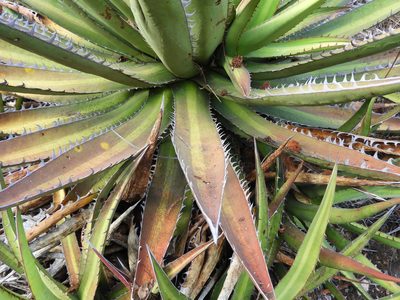 Agave kerchovei, photographed by Leticia Jiménez Hernández