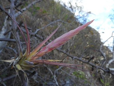 Tillandsia achyrostachys, photographed by Leticia Jiménez Hernández