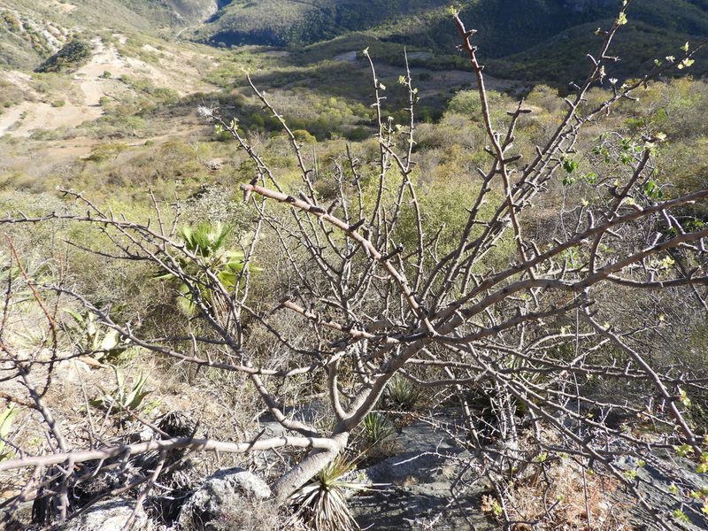 Bursera glabrifolia, photographed by Leticia Jiménez Hernández