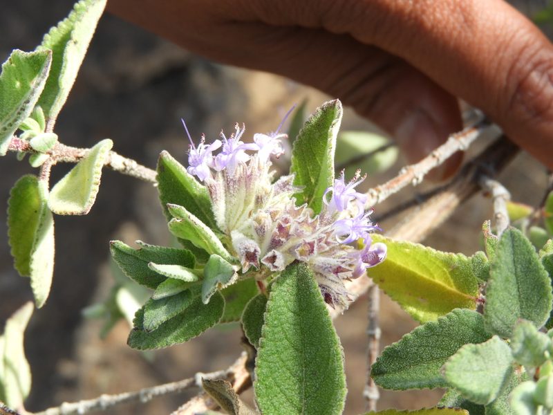 Condea tomentosa, photographed by Leticia Jiménez Hernández