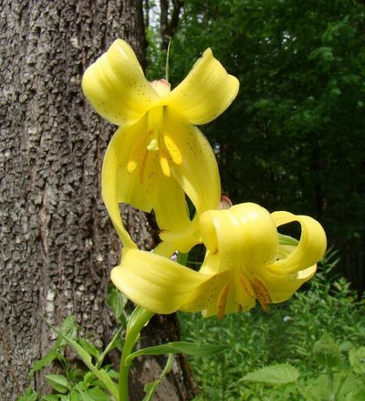 Lilium monadelphum, photographed by Юрий Данилевский (Yuriy Danilevsky)