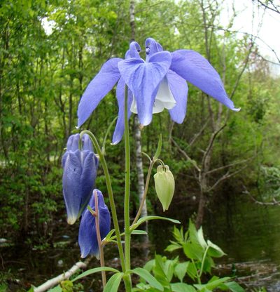 Aquilegia olympica, photographed by Юрий Данилевский (Yuriy Danilevsky)