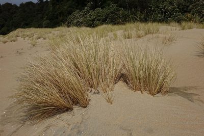 Poa triodioides, photographed by John Barkla