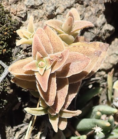 Crassula tabularis, photographed by Nicola van Berkel