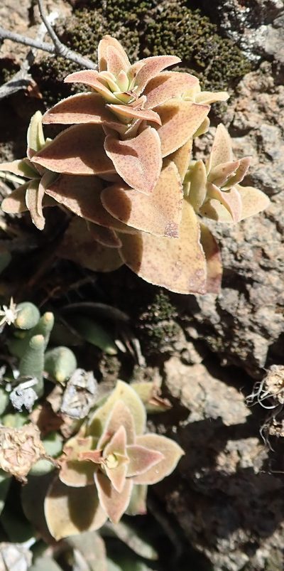Crassula tabularis, photographed by Nicola van Berkel