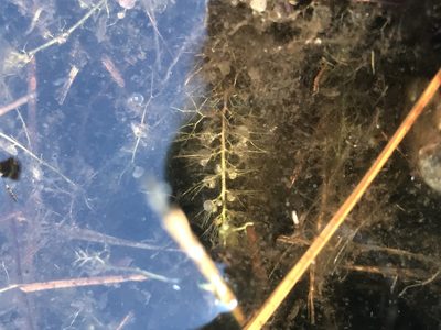 Utricularia striata, photographed by Serenella Linares