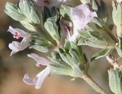 Stachys spathulata, photographed by Nicola van Berkel