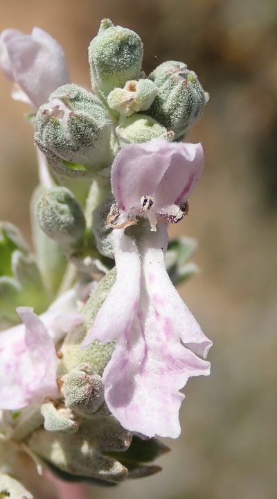 Stachys spathulata, photographed by Nicola van Berkel