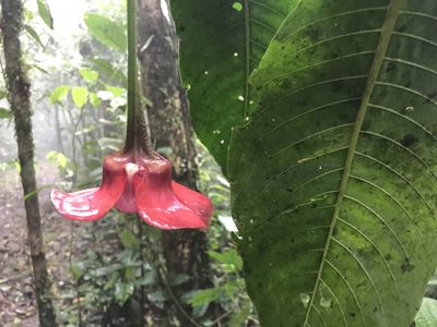 Palicourea correae, photographed by Dario Taraborelli