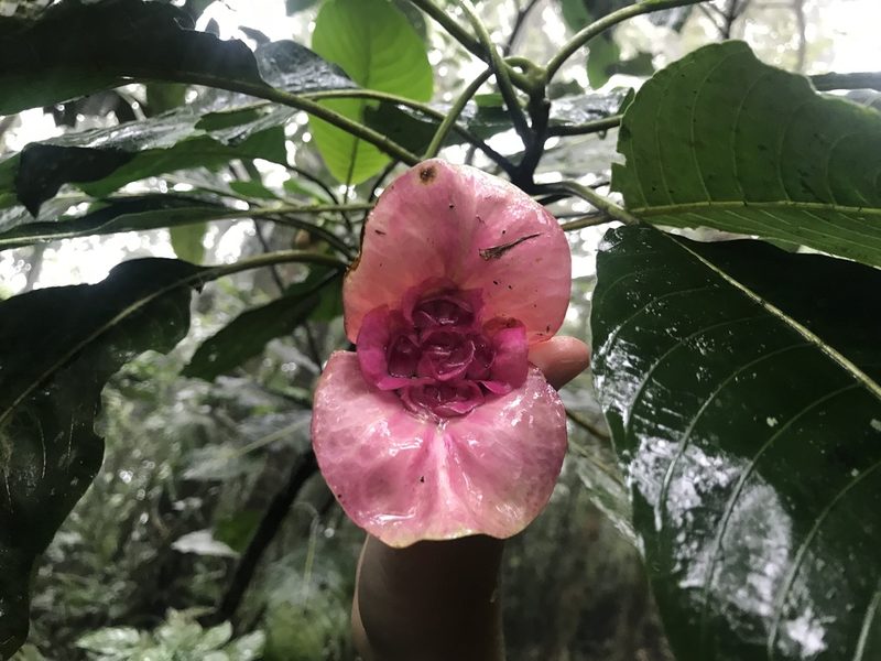 Palicourea correae, photographed by Dario Taraborelli