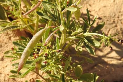 Cleome africana, photographed by Karim Haddad