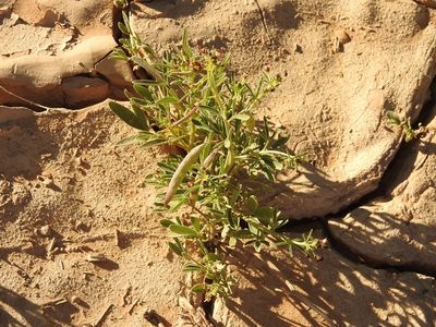 Cleome africana, photographed by Karim Haddad