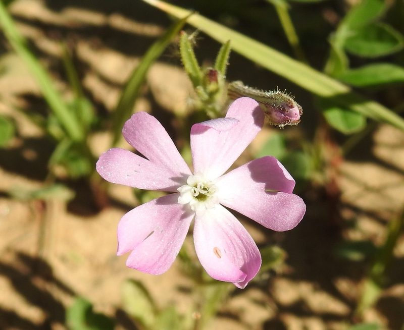 Silene lynesii, photographed by Karim Haddad