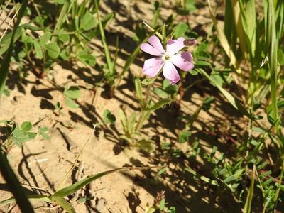 Silene lynesii, photographed by Karim Haddad