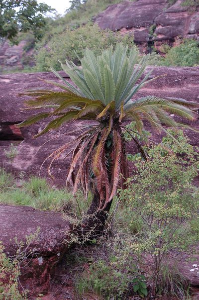 Dioon merolae, photographed by Neptalí Ramírez Marcial