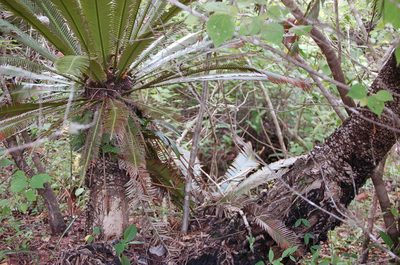 Dioon merolae, photographed by Neptalí Ramírez Marcial