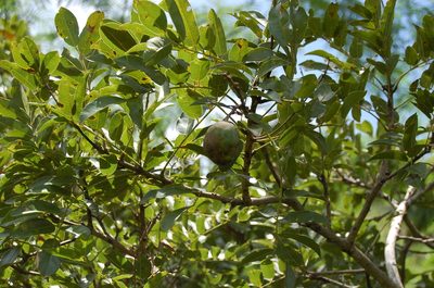 Andira inermis, photographed by Neptalí Ramírez Marcial