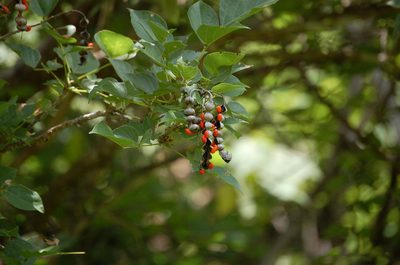 Erythrina berteroana, photographed by Neptalí Ramírez Marcial