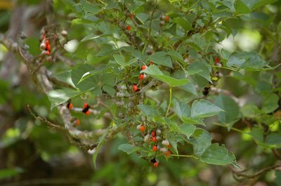 Erythrina berteroana, photographed by Neptalí Ramírez Marcial