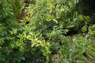 Alibertia edulis, photographed by Neptalí Ramírez Marcial