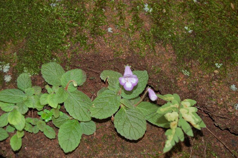 Eucodonia andrieuxii, photographed by Neptalí Ramírez Marcial