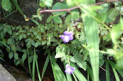 Achimenes longiflora, photographed by Neptalí Ramírez Marcial