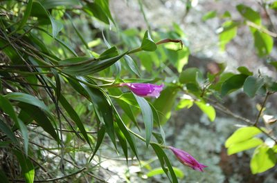 Sobralia macdougallii, photographed by Neptalí Ramírez Marcial