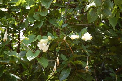 Coutarea hexandra, photographed by Neptalí Ramírez Marcial