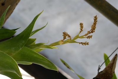Catopsis oerstediana, photographed by Neptalí Ramírez Marcial
