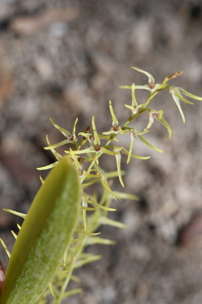 Stelis poasensis, photographed by Neptalí Ramírez Marcial