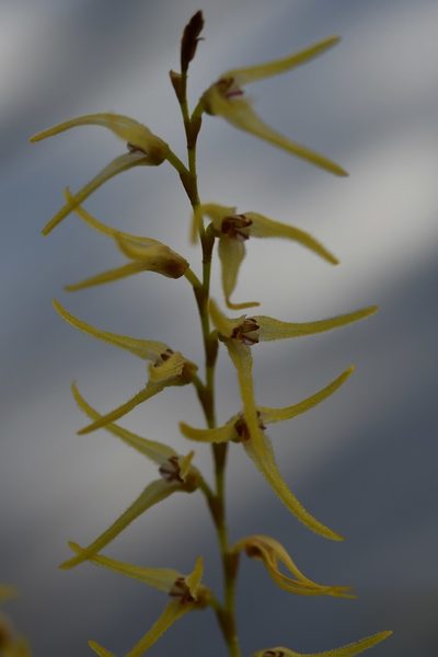 Stelis poasensis, photographed by Neptalí Ramírez Marcial