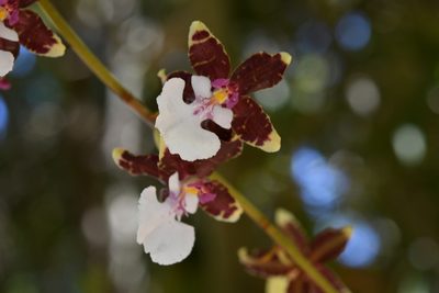 Oncidium leucochilum, photographed by Neptalí Ramírez Marcial