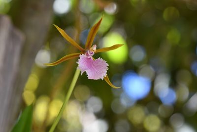 Rhynchostele stellata, photographed by Neptalí Ramírez Marcial