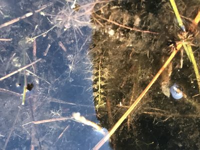 Utricularia striata, photographed by Serenella Linares