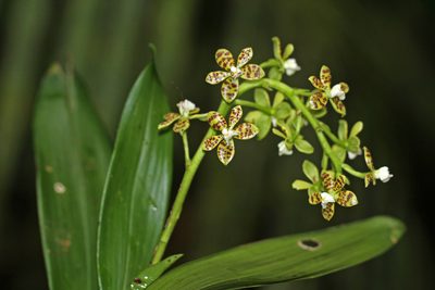 Prosthechea crassilabia, photographed by J Straka
