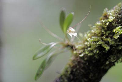 Masdevallia nidifica, photographed by J Straka