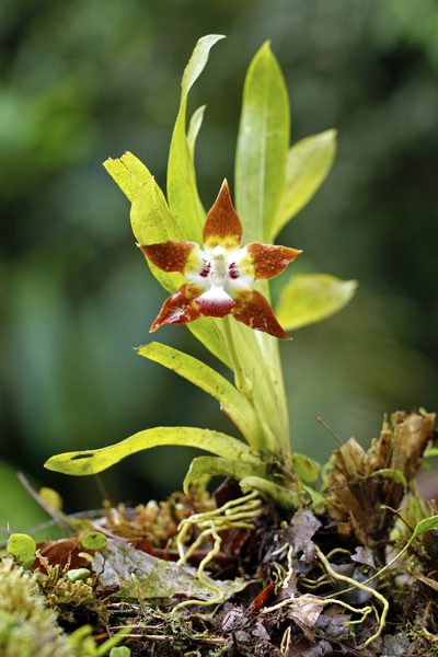 Huntleya burtii, photographed by J Straka