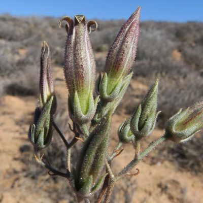 Tylecodon striatus, photographed by Kevin Murray