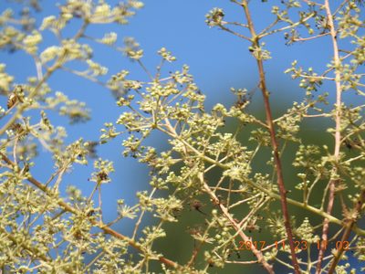 Aralia bipinnata, photographed by fagushayata