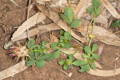 Trifolium spumosum, photographed by Drepanostoma