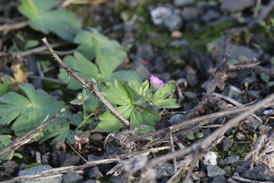 Geranium core-core, photographed by Isaac Krone